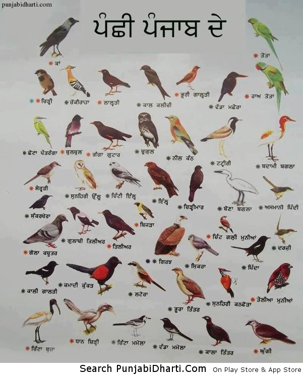 Birds Of Punjab 