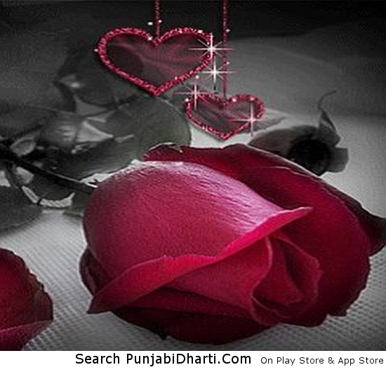 Red Rose – PunjabiDharti.Com